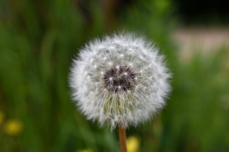 Plants flowers dandelion