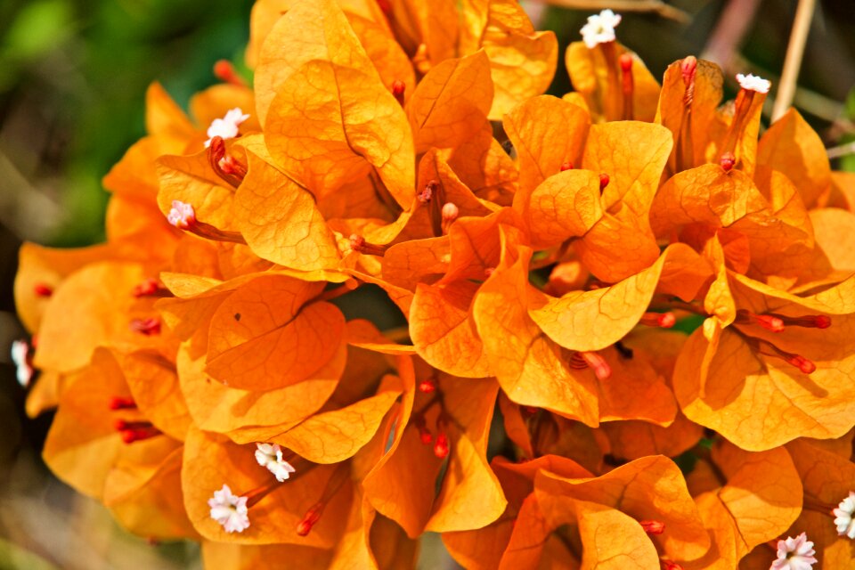 Flowers colorful flora