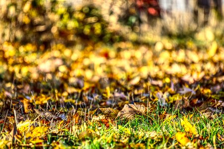 Nature fall foliage forest photo