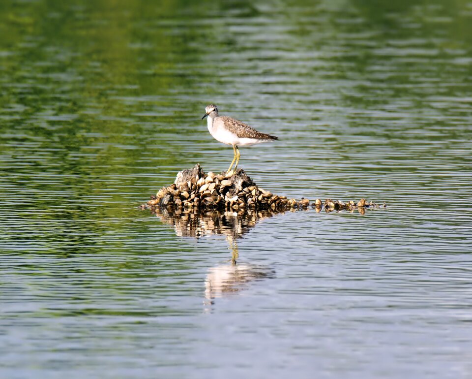 Wild wildlife water