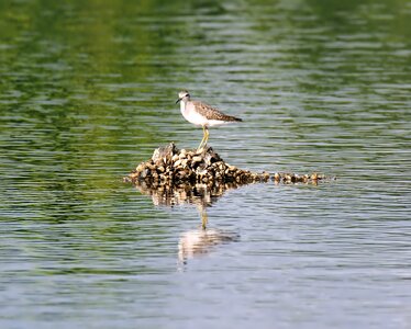 Wild wildlife water
