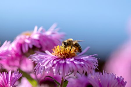 Save the bees bright animal world