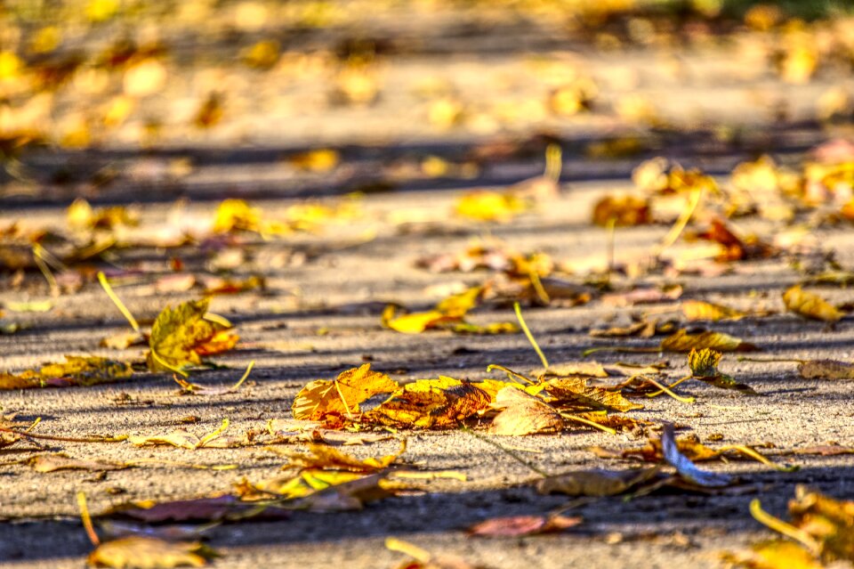 Nature fall foliage forest