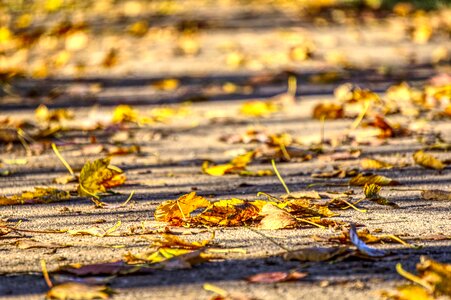 Nature fall foliage forest photo