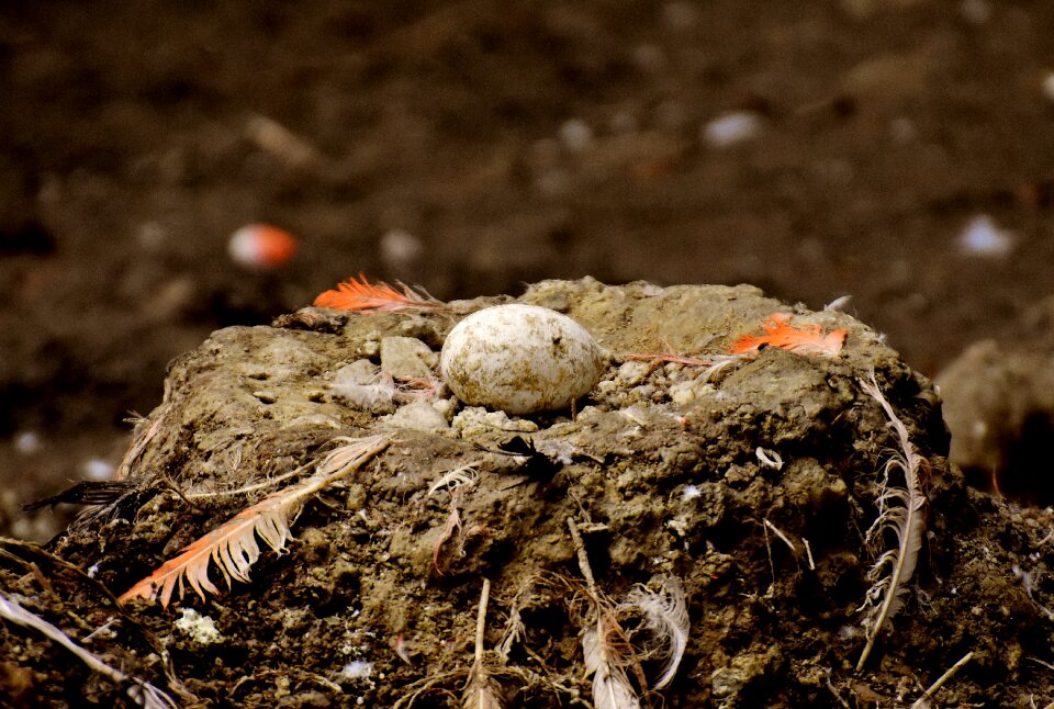 Egg flamingo bird's nest