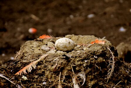 Egg flamingo bird's nest
