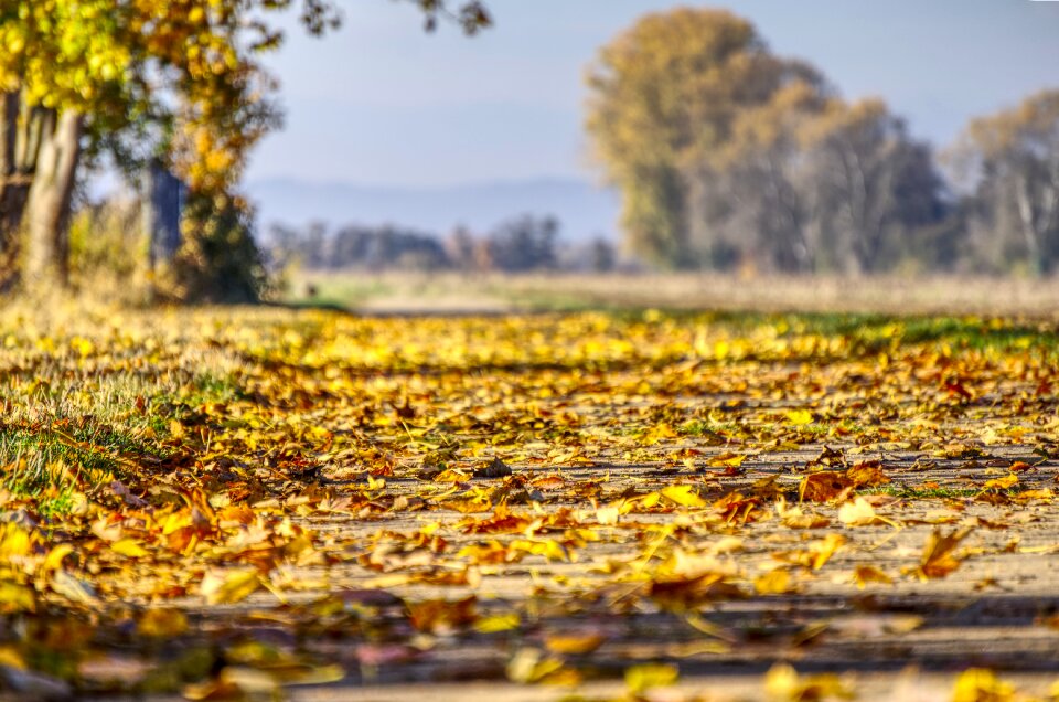Nature fall foliage forest