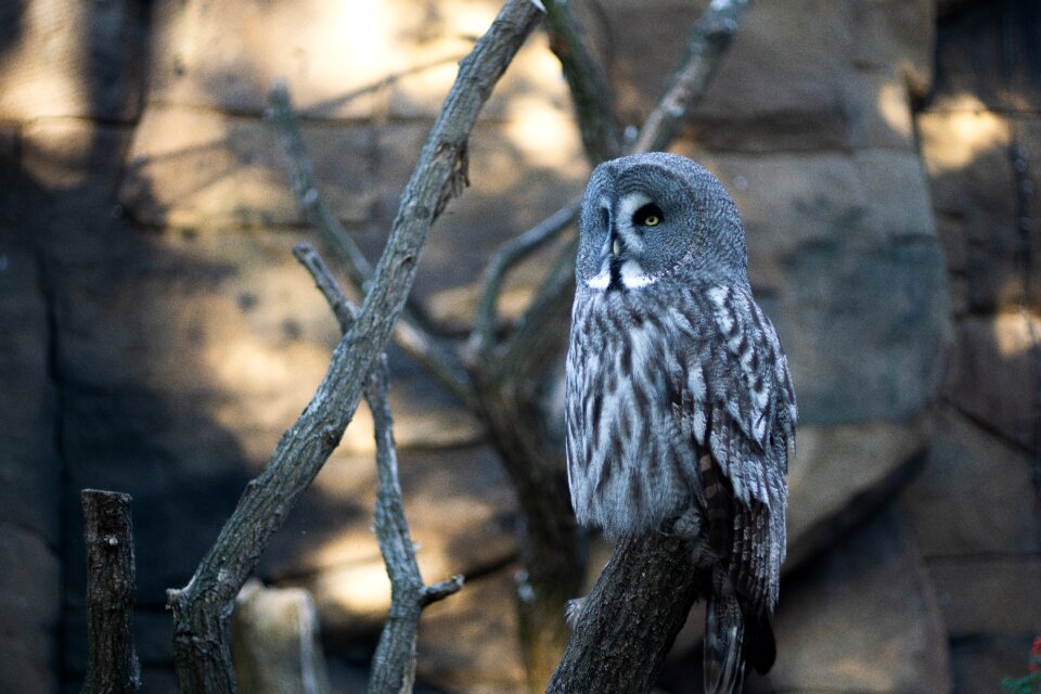 Animal animal world birds