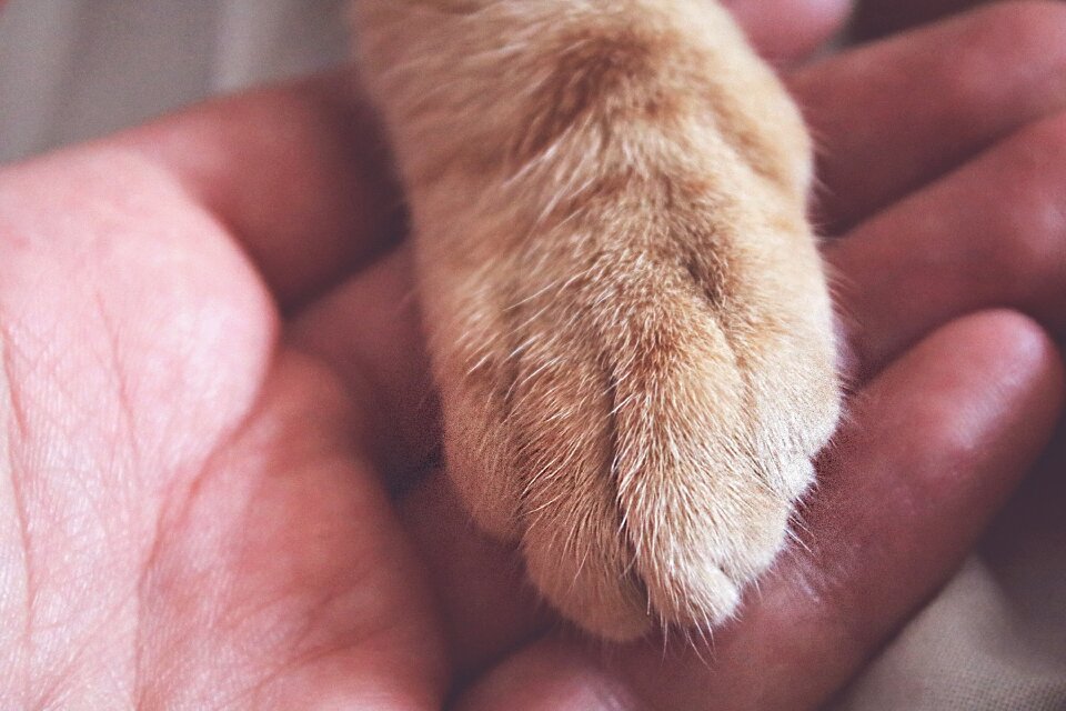 Pet animal domestic