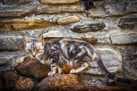 Portrait feline kitten photo