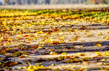 Nature fall foliage forest photo