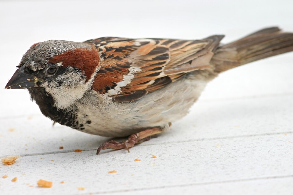 Bird sperling nature