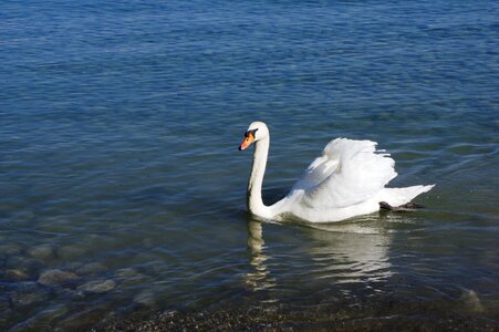 Animal nature water bird