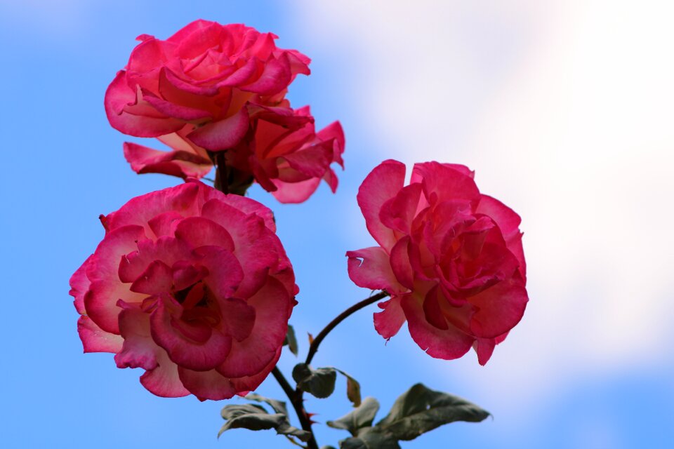 Bloesem bloeien roze
