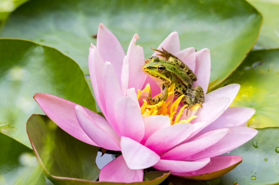 Animal water green