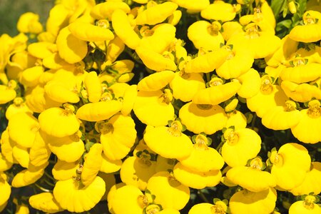 Flowers yellow yellow flower photo