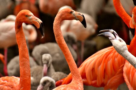 Feather pride tierpark hellabrunn