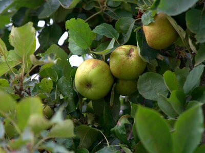 Apfelernte fruit tree delicious