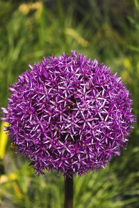 Garlic flower garden Free photos