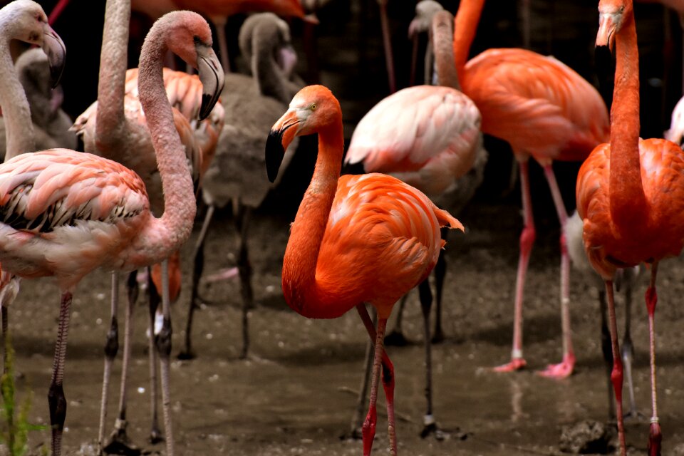 Feather pride tierpark hellabrunn