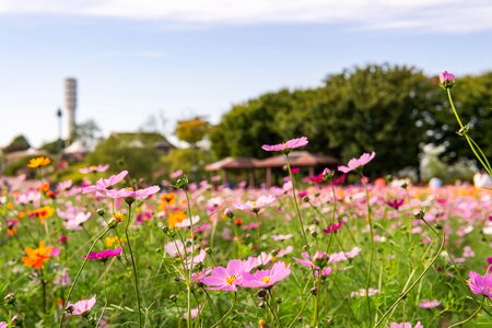 Nature plants beautiful