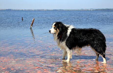 Animals border collie landscape
