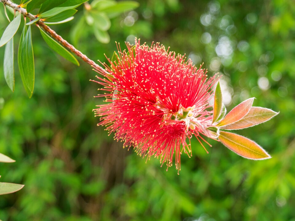 Summer close up bottlebrush