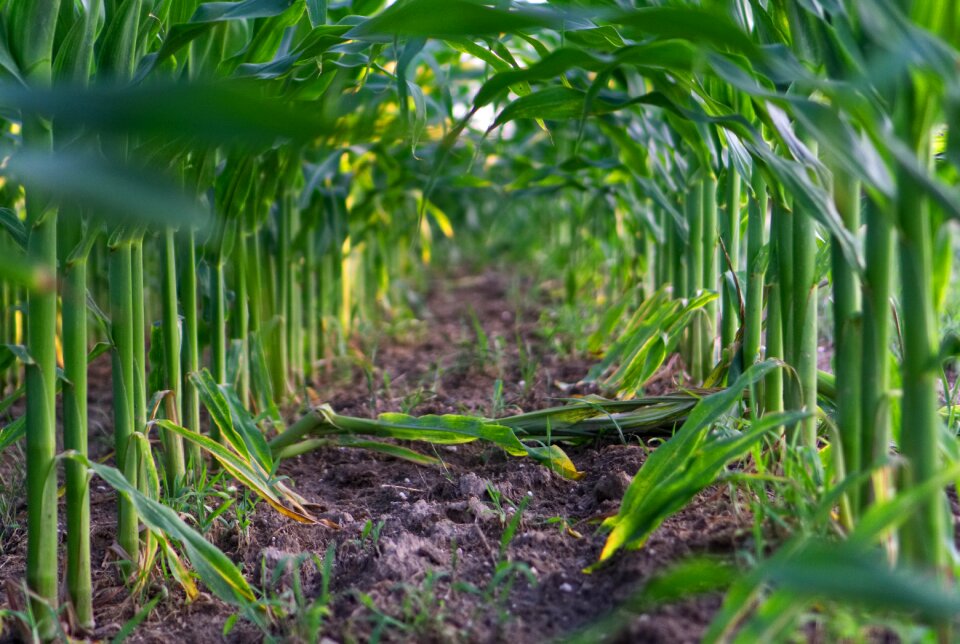 Green vegetables field