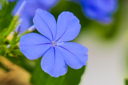 Nature bloom green blue