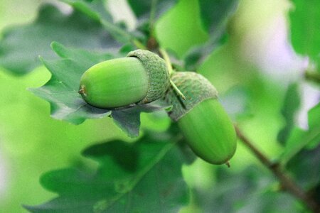 Plant forest acorn