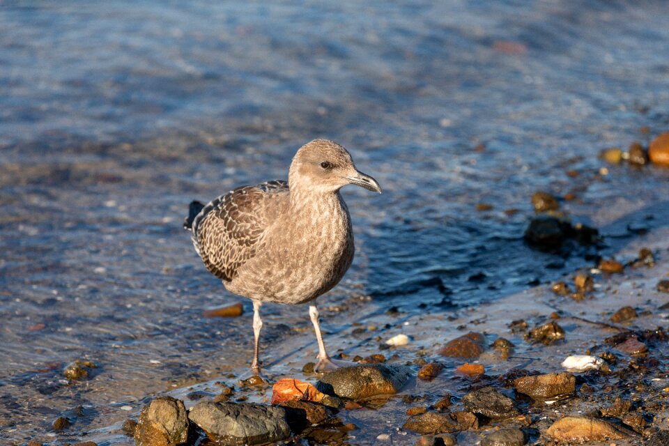 Coastal beach bird