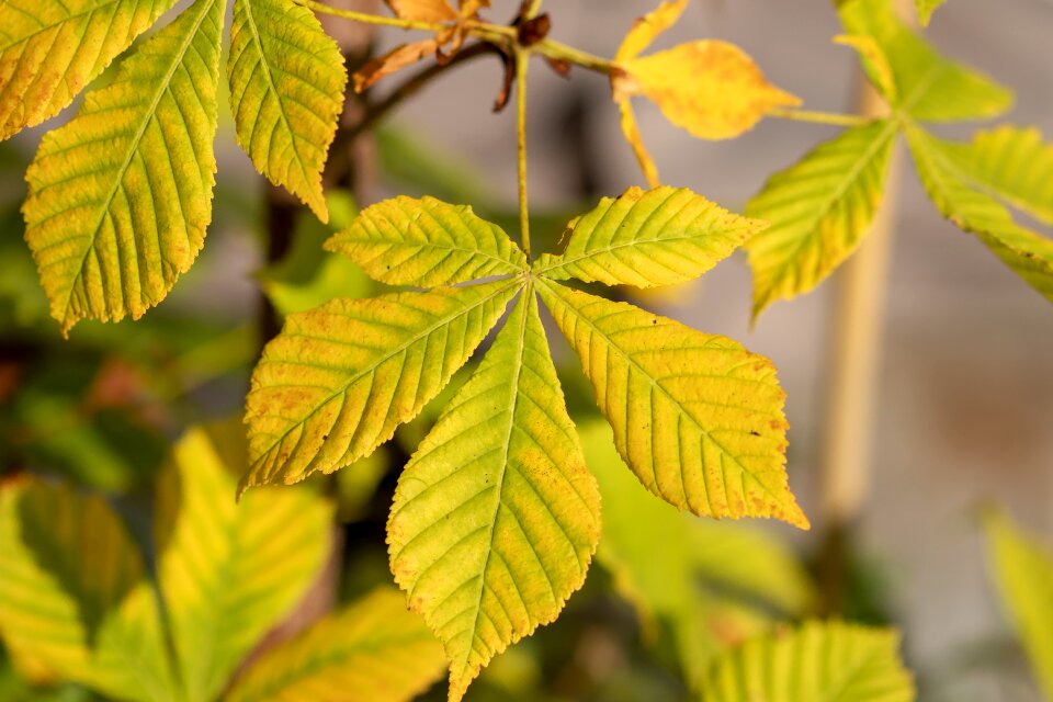 Autumn fall color colorful