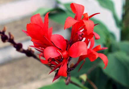 Plant petals love