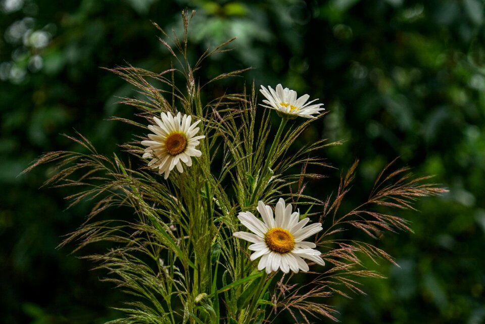 Flora nature romantic