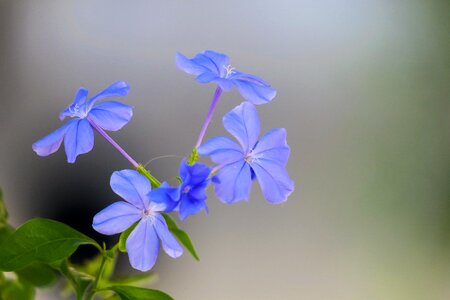 Nature bloom green blue