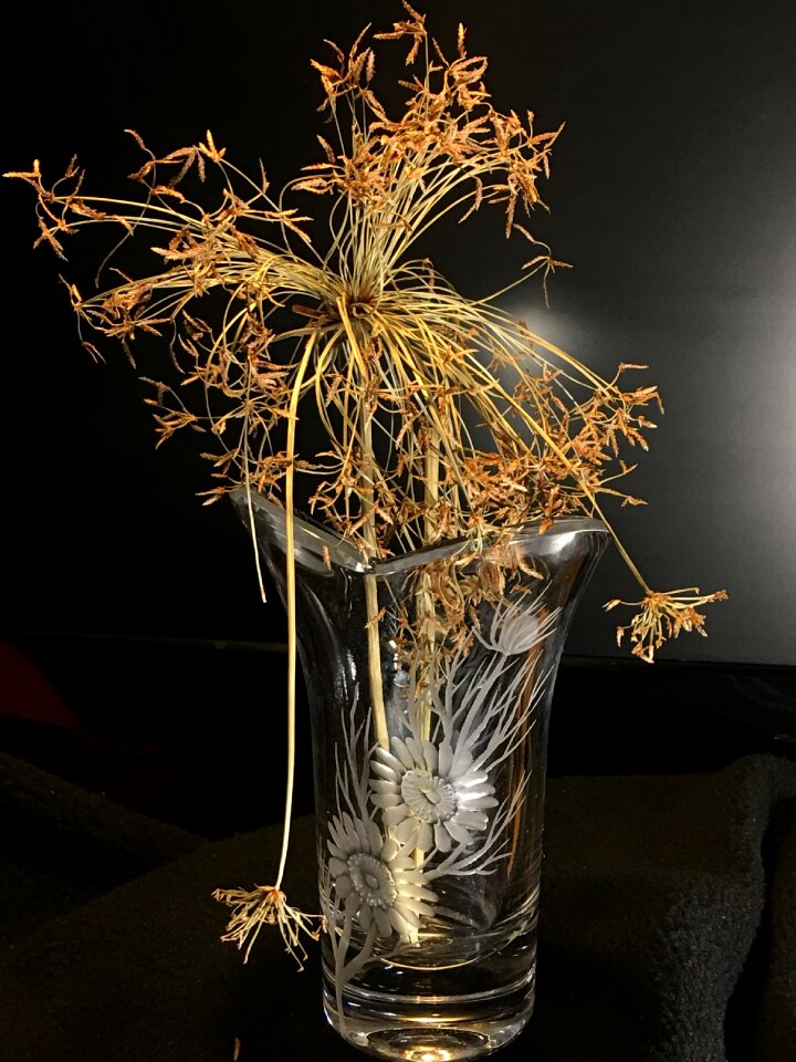 Dried leaves plant papyrus nature