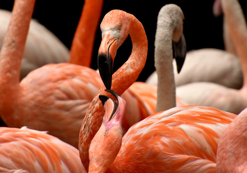 Feather pride tierpark hellabrunn