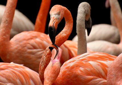 Feather pride tierpark hellabrunn photo