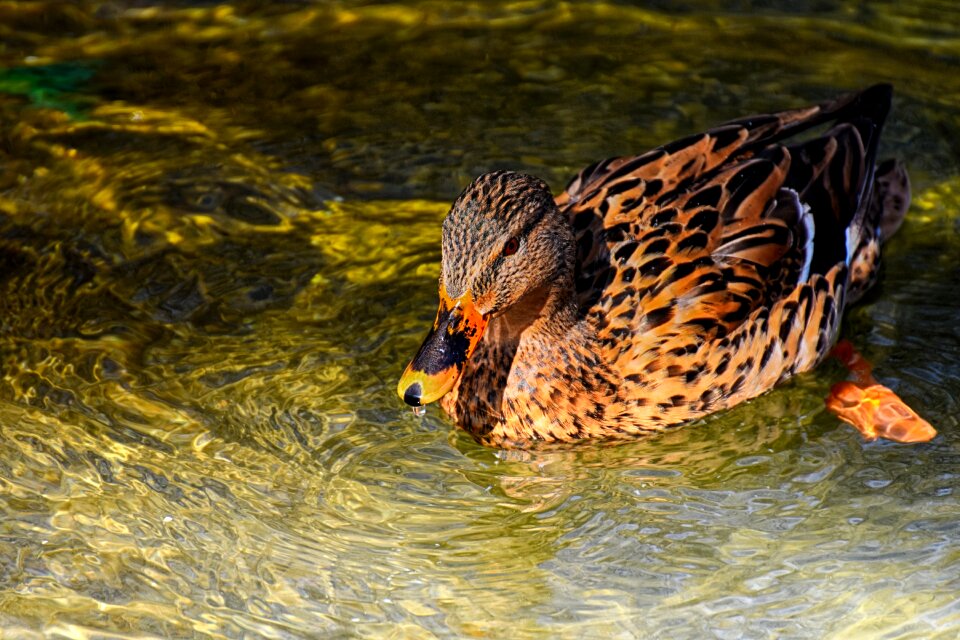 Nature plumage poultry