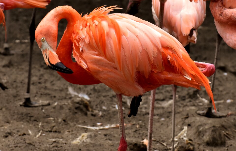 Feather pride tierpark hellabrunn
