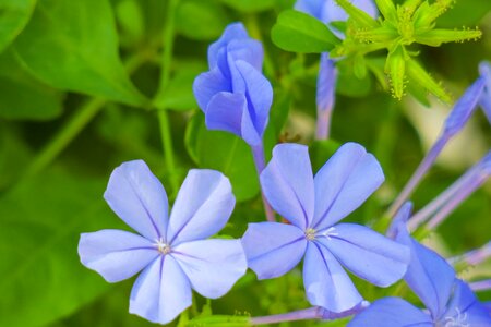 Nature bloom green blue
