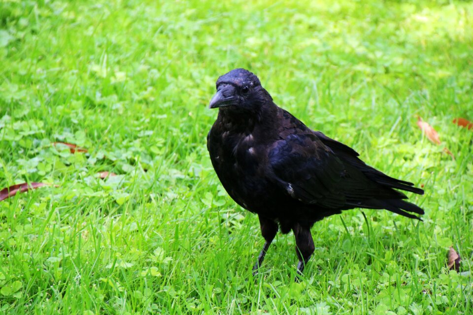 Black animal animal world