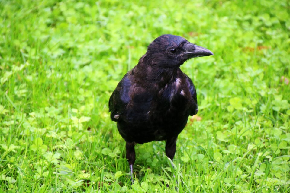 Black animal animal world