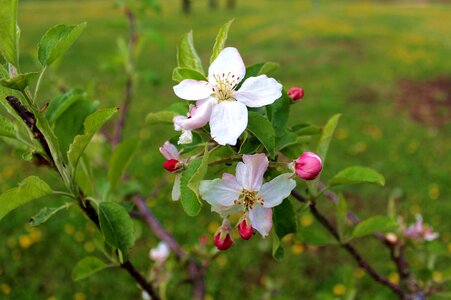 Spring nature tree