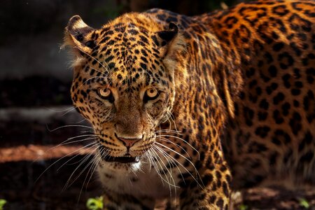 Tawny wild jaguar photo