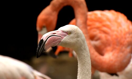 Feather pride tierpark hellabrunn
