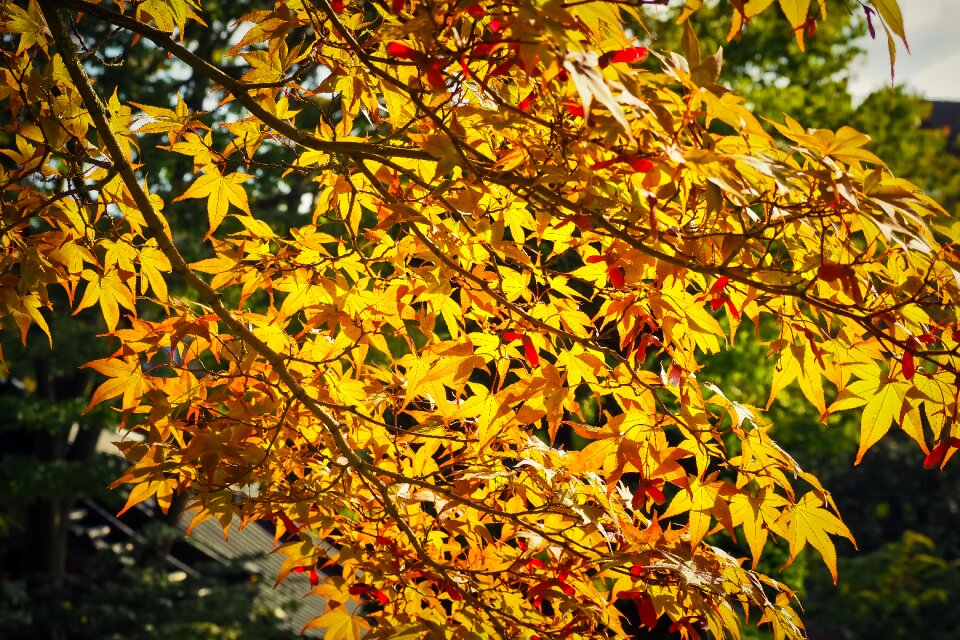 Leaves red plant photo