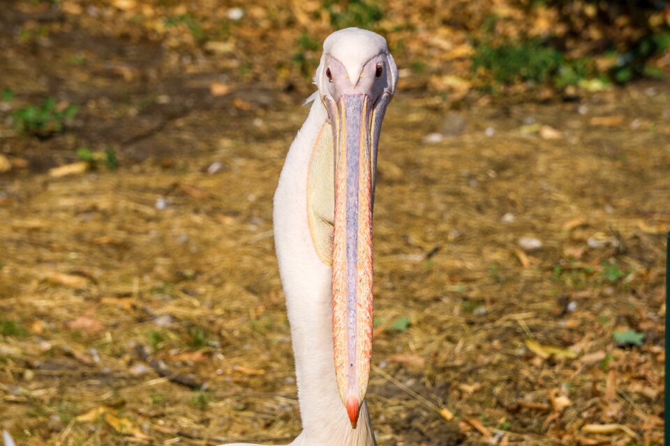 Animal nature plumage
