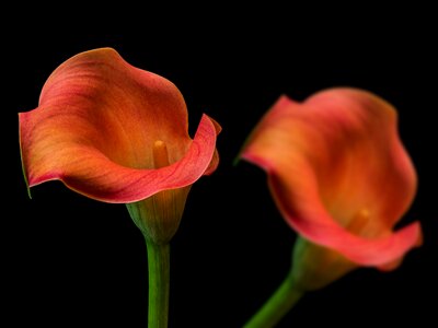 Black background spring cala