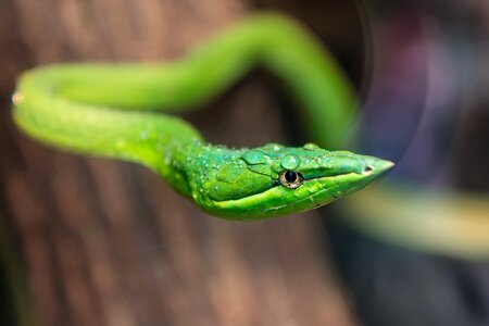 Predator wild color